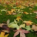 Carpet of Leaves by if1