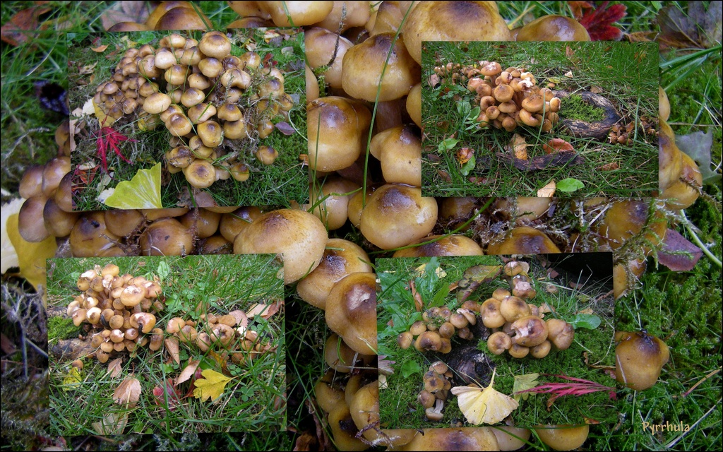 The fungus of my garden by pyrrhula