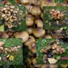 The fungus of my garden by pyrrhula