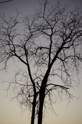 21st Nov 2012 - Solitary silhouette