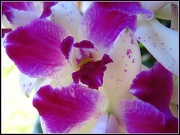 8th Nov 2012 - Judy's Orchid