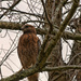 Red Shoulder Hawk by lstasel
