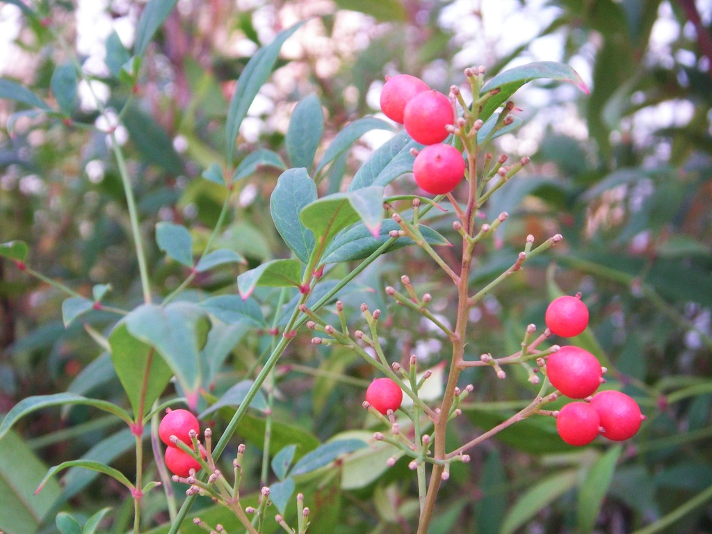 Red Berries by pasadenarose