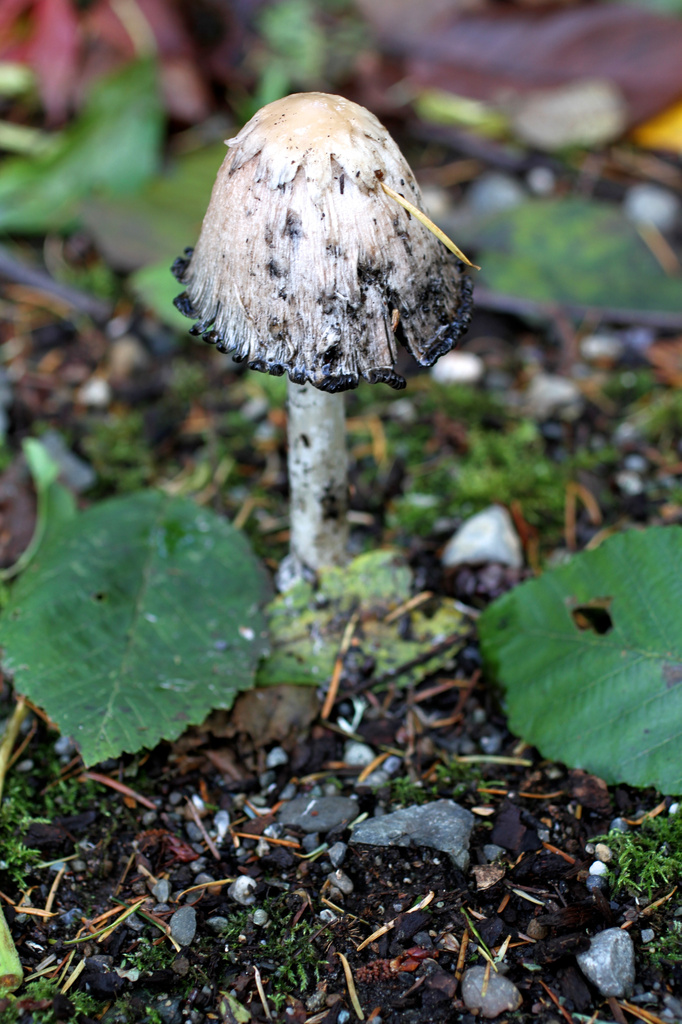 Mushroom by whiteswan