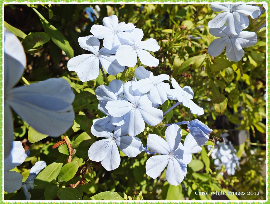 Blue Flowers by carolmw
