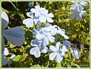 18th Nov 2012 - Blue Flowers