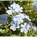 Blue Flowers by carolmw