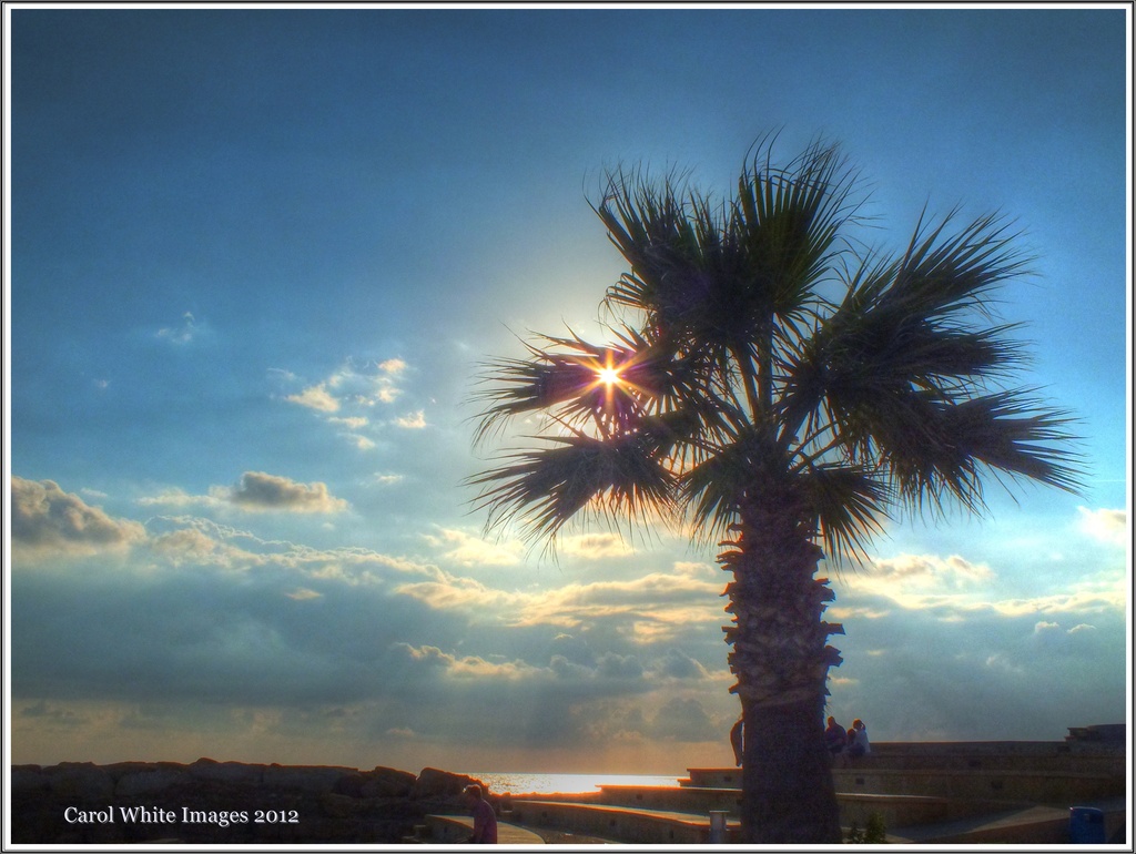 Palm Tree,Paphos Harbour by carolmw