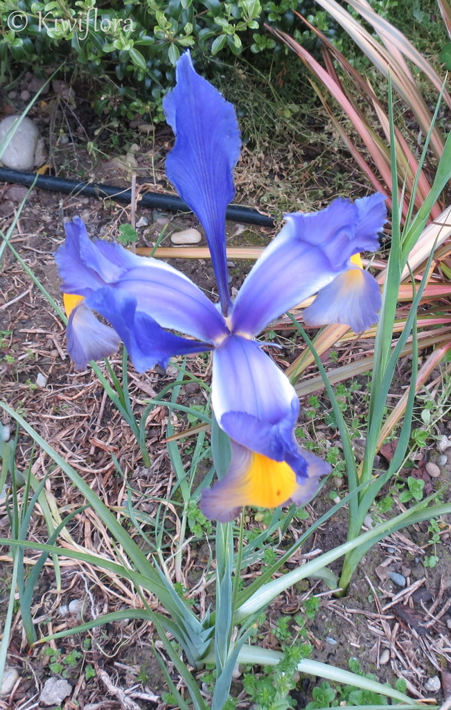 Blue Dutch Iris by kiwiflora
