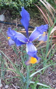 23rd Nov 2012 - Blue Dutch Iris