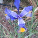 Blue Dutch Iris by kiwiflora