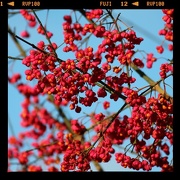 22nd Nov 2012 - Blossom not berries