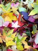 22nd Nov 2012 - leaves