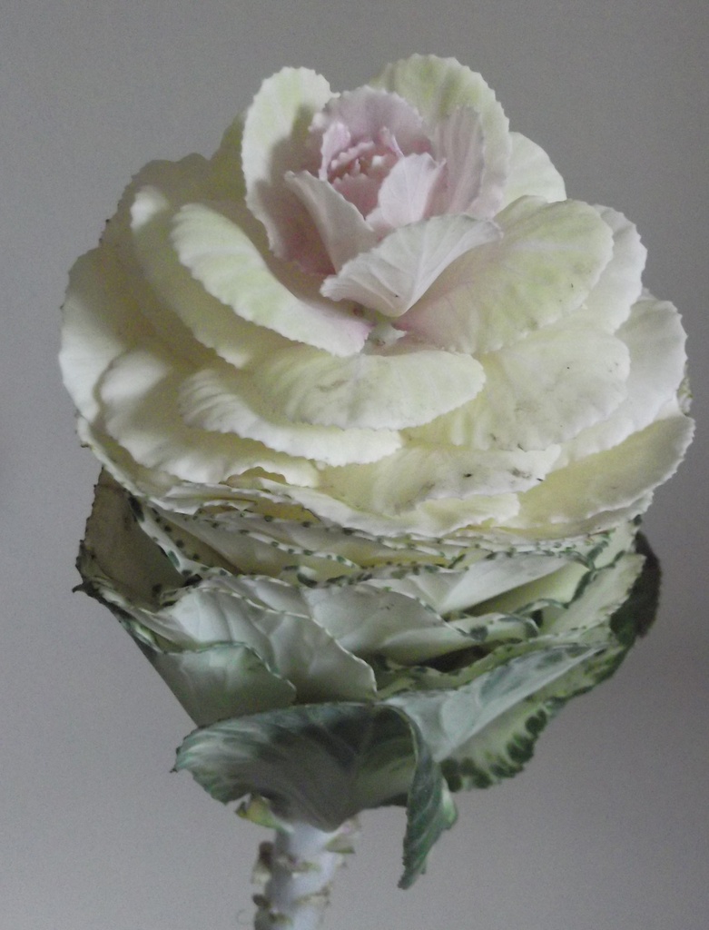 Cabbage Flower by plainjaneandnononsense