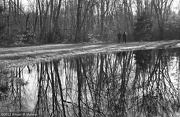 22nd Nov 2012 - Pond Reflections