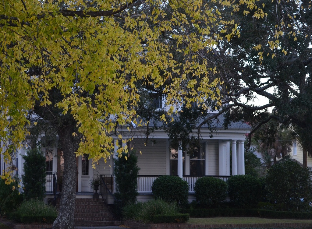 Old house and hackberry tree, Harleston Village, Charleston, SC by congaree