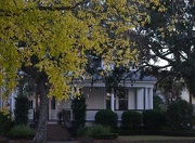 22nd Nov 2012 - Old house and hackberry tree, Harleston Village, Charleston, SC