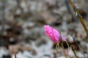 21st Nov 2012 - Last Rose