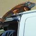 Iguana wish you a Happy Thanksgiving!! by alophoto