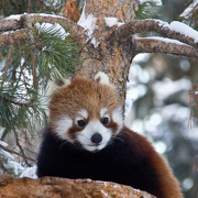 22nd Nov 2012 - Red Panda Cutie