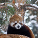 Red Panda Cutie by kph129