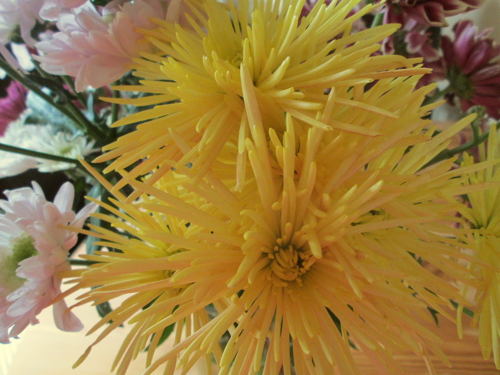 spiky yellow by quietpurplehaze