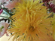23rd Nov 2012 - spiky yellow