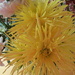 spiky yellow by quietpurplehaze