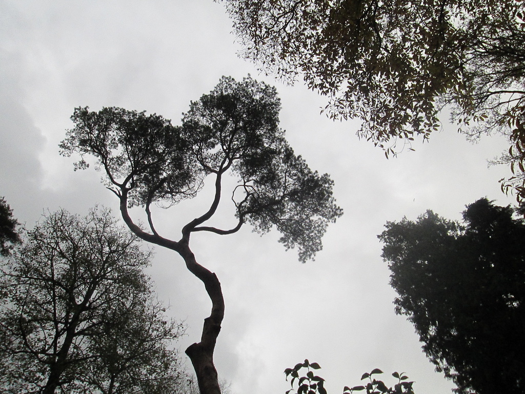 (november word) 'black' tree silhouettes by quietpurplehaze