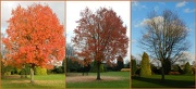 23rd Nov 2012 - Ten Days in Autumn