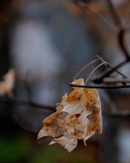 22nd Nov 2012 - Last leaves