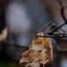 Last leaves by tara11