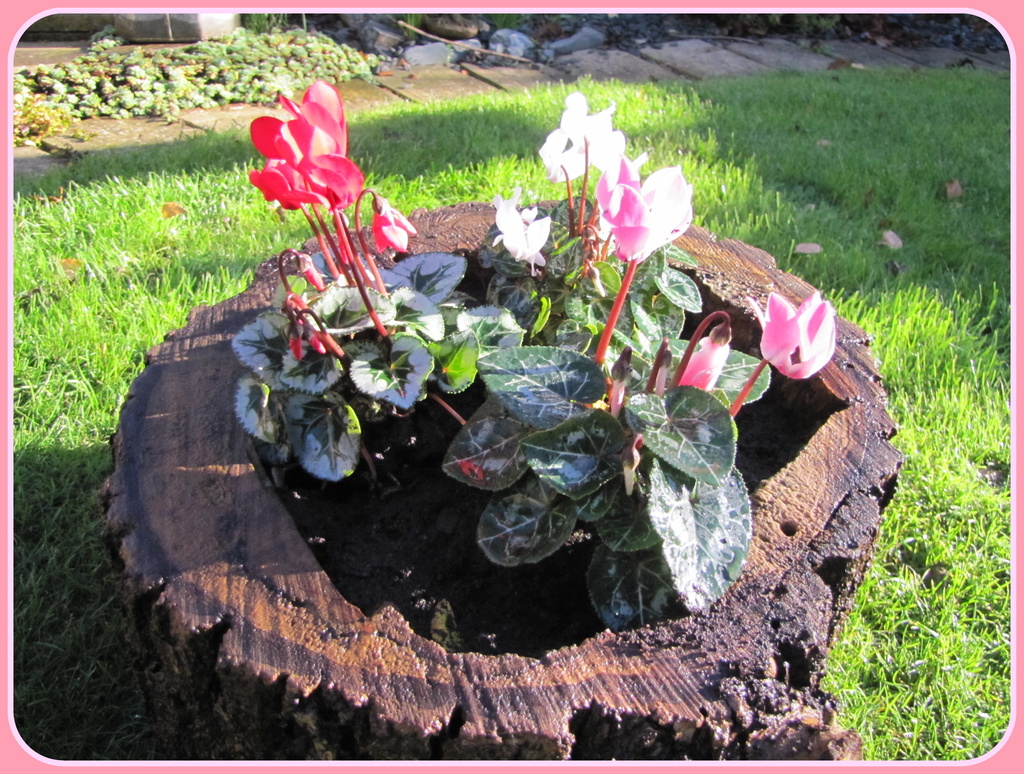 Cyclamen in the sun by busylady