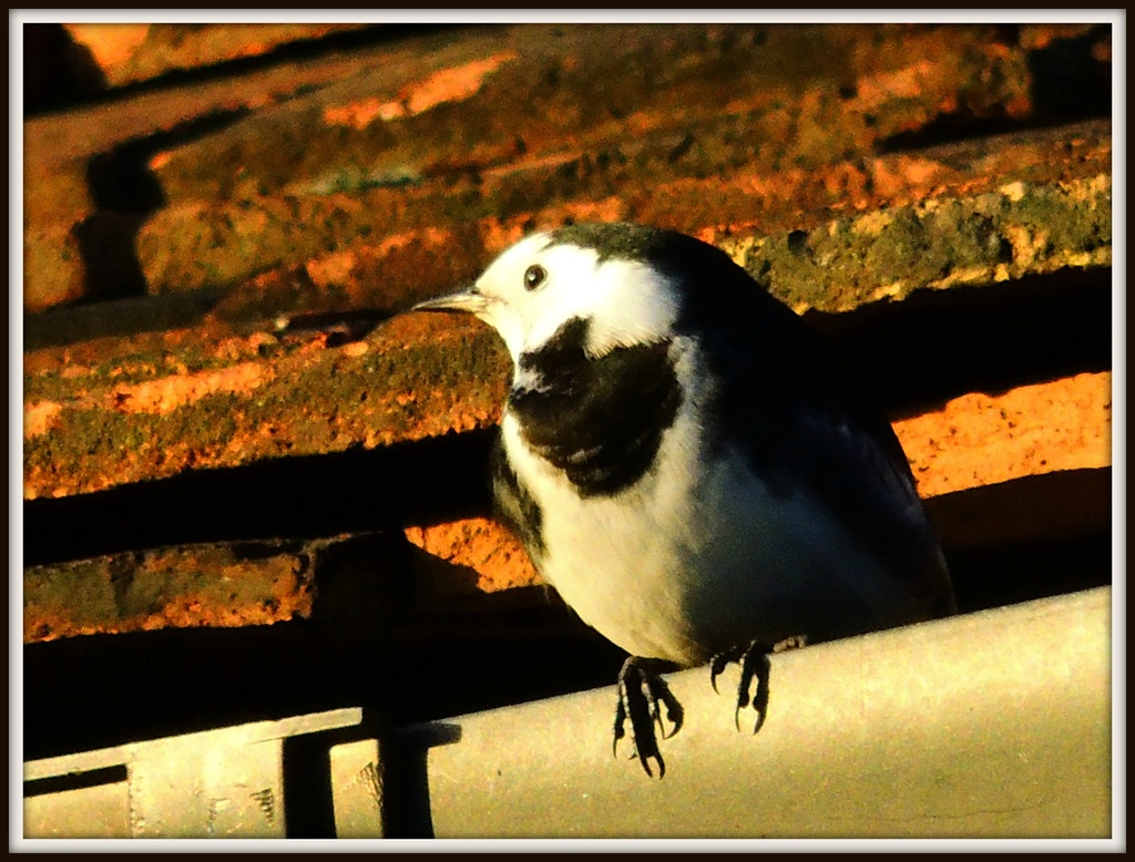 Wagtail by rosiekind