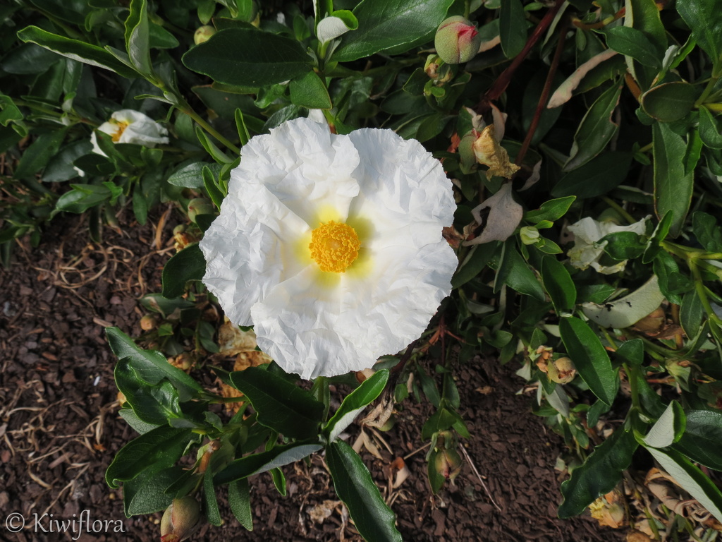Cistus 'Bennett's White' by kiwiflora