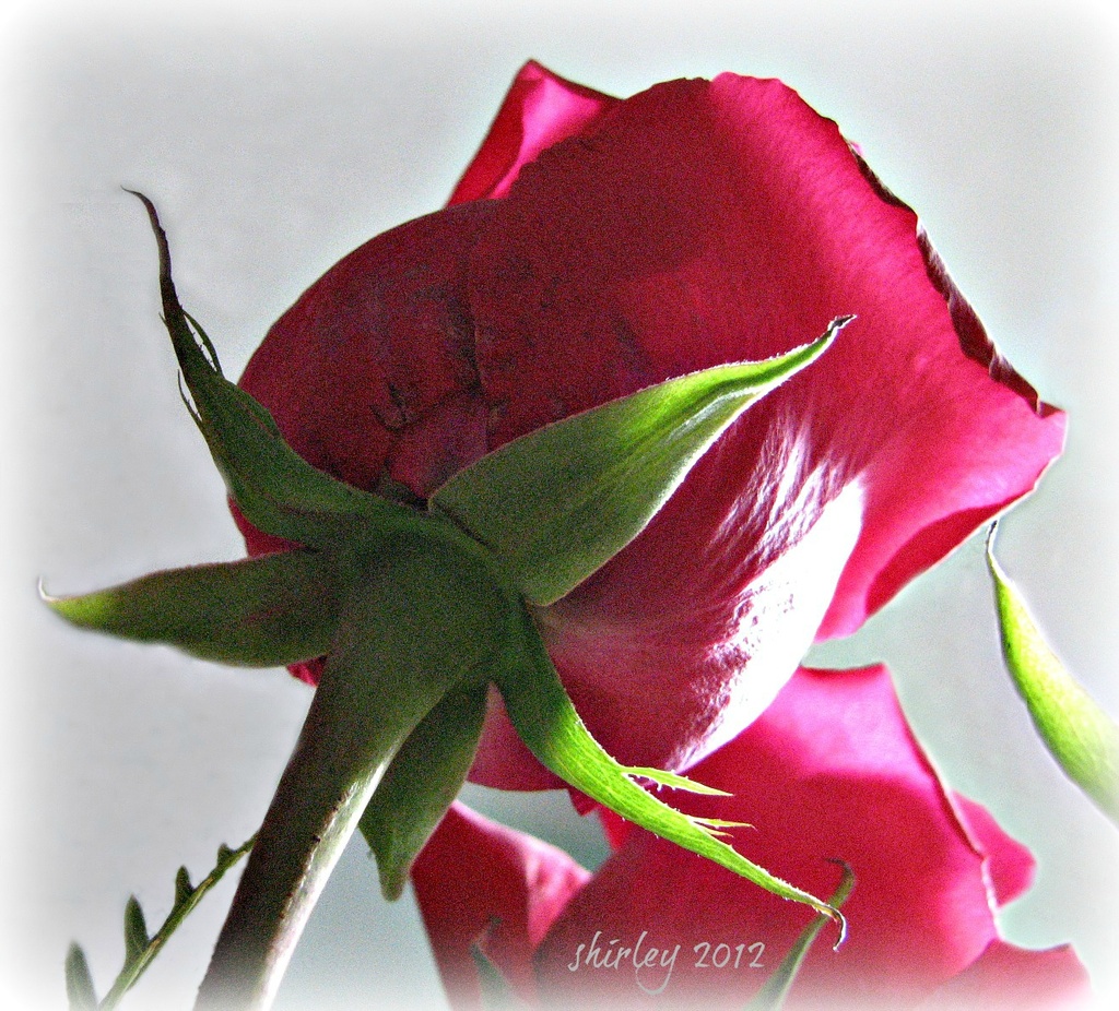 my b-day rose by mjmaven