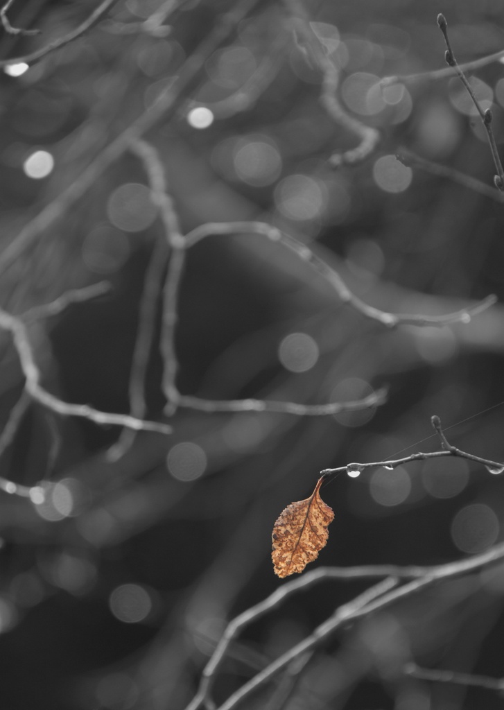 As Autumn ends .....  by dulciknit