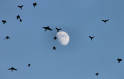 23rd Nov 2012 - The Birds