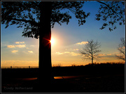 23rd Nov 2012 - Sundown Behind the Tree