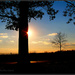 Sundown Behind the Tree by cindymc