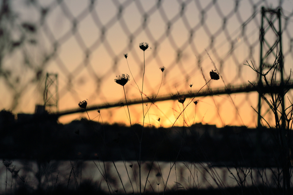 Fenced. by jgoldrup