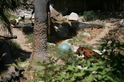 20th Jul 2010 - Tiger