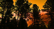 20th Nov 2012 - sunset among the trees