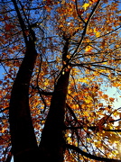 21st Nov 2012 - Maple Tree
