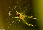 12th Jan 2012 - Spidery