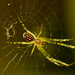 Spidery by abhijit