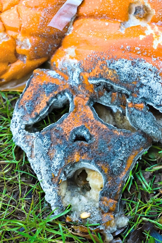 Pumpkin Horror by harveyzone