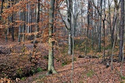 24th Nov 2012 - Walk in the Woods