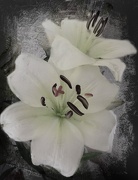 23rd Nov 2012 - ... and lillies