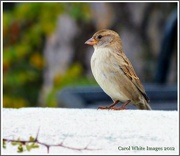 22nd Nov 2012 - Troodos,Sparrow